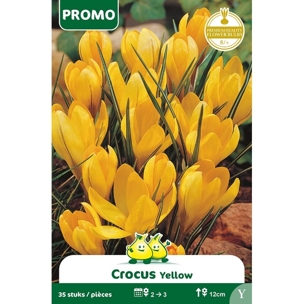 Image de Paquet CROCUS JAUNE 35 ST  Y cal :8/+