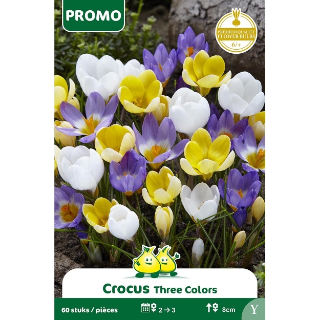 Image de SACHET60 CROCUS BOT. MIX 3 COULEURS Y cal :6/+