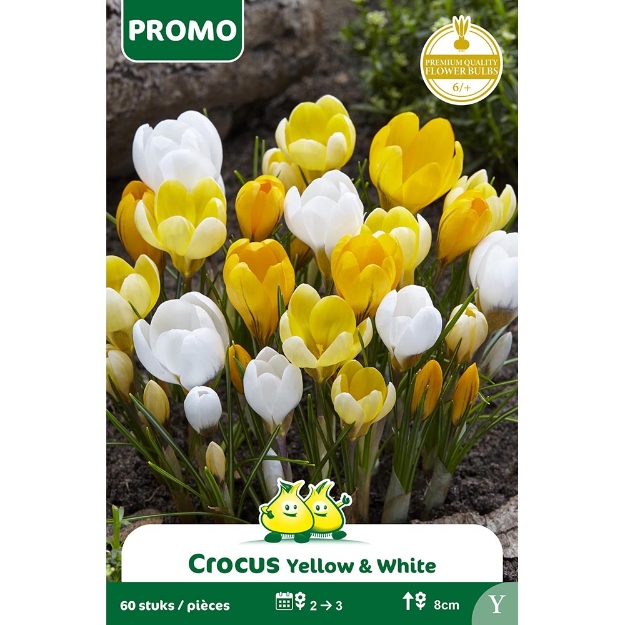 Image de SACHET60 CROCUS BOT. MIX JAUNE - BLANC Y cal :6/+