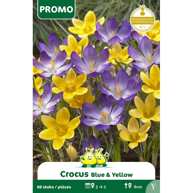 Image de SACHET60 CROCUS BOT. MIX JAUNE - BLUE Y cal :6/+