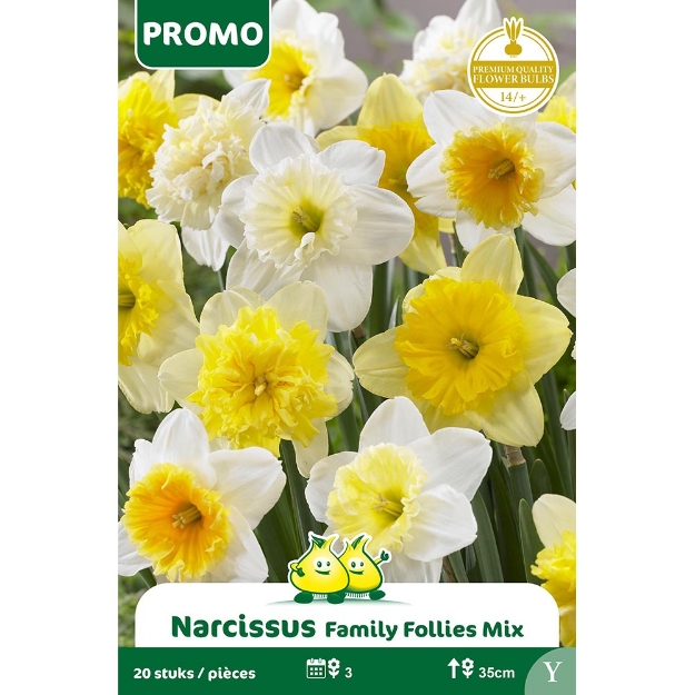 Image de NARCIS FAMILY FOLLIES 20 ST Y cal :14/+
