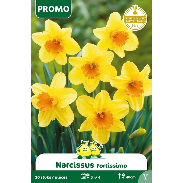 Image de Paquet NARCIS FORTISSIMO 20 ST Y cal :14/+