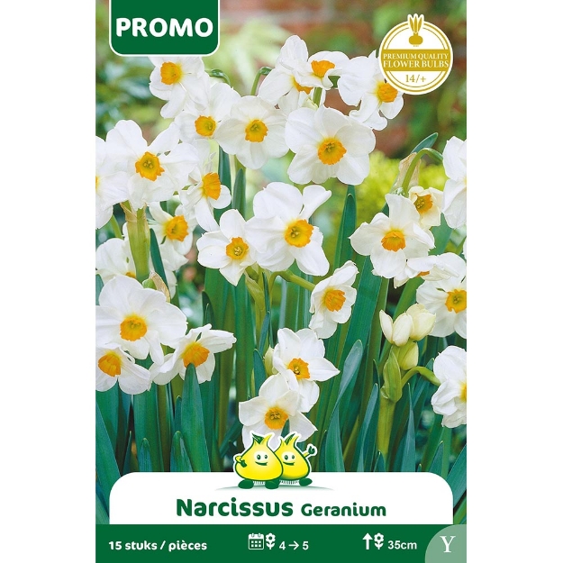 Image de Paquet NARCIS GERANIUM 15 PIECES Y cal :14/+
