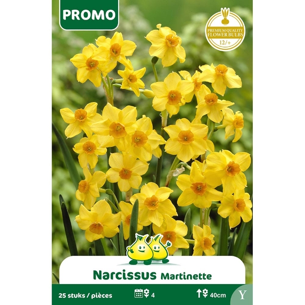 Image de Paquet NARCIS MARTINETTE 25 ST cal :12/+