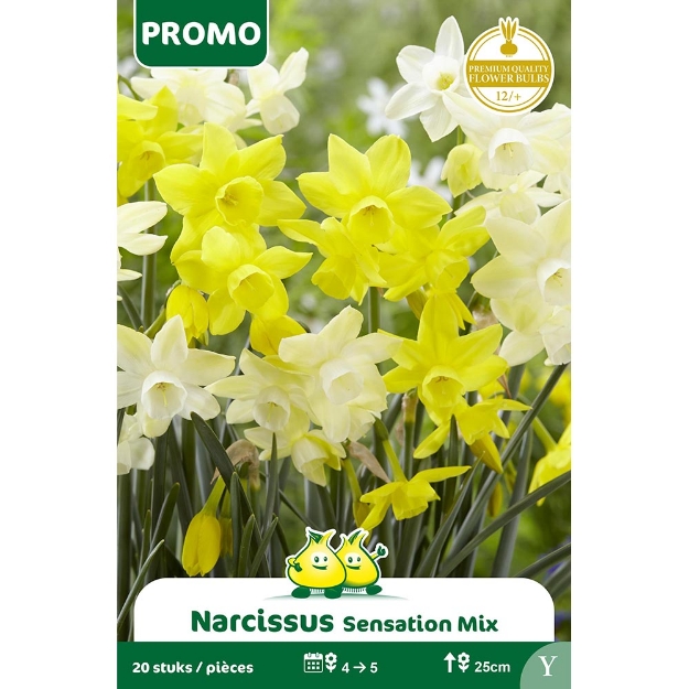 Image de Paquet NARCIS SENSATION  MIX 20P. Y cal :12/+