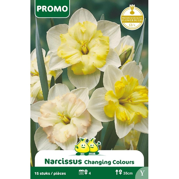 Image de Paquet NARCIS 15 ST CHANGING COLOURS  Y cal :12/+