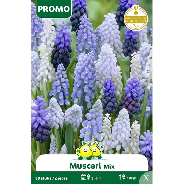 Image de Paquet MUSCARI MIX 50P. y cal :8/+