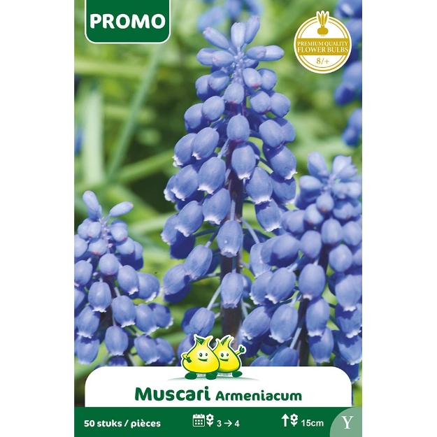 Image de Paquet  MUSCARI 50 P. Y cal :8/+
