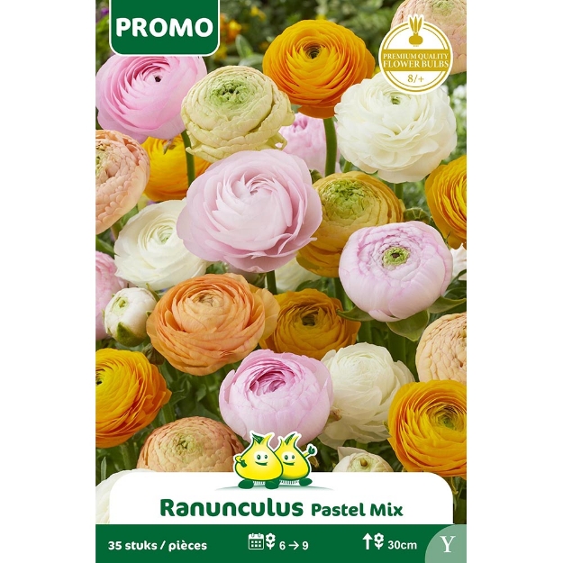 Image de Paquet RANONCULUS MELANGE 35 P cal :8/+