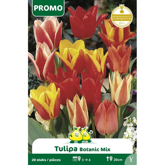 Image de Paquet TULIPE 20 ST BOT. MIX   Y cal :12/+