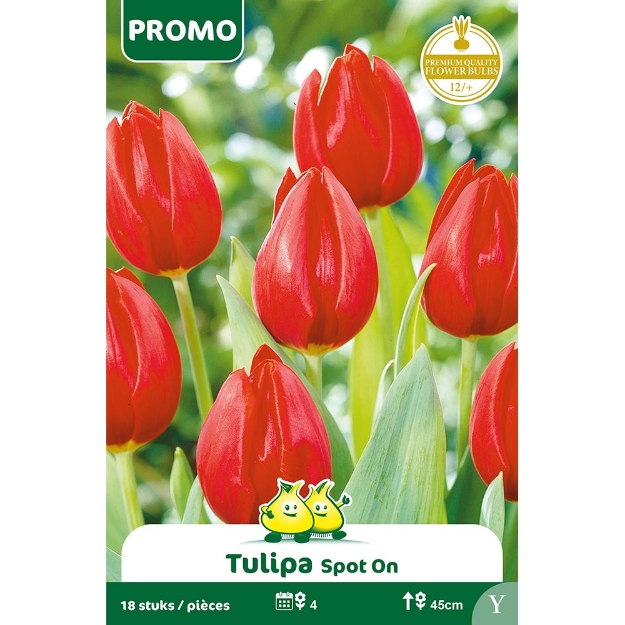 Image de Paquet TULIPE 18 ST CASINII   Y cal :12/+