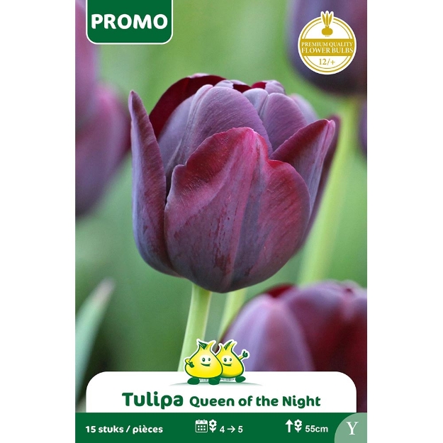 Image de Paquet TULIPE 16 ST QUEEN OF THE NIGHT   Y cal :12/+