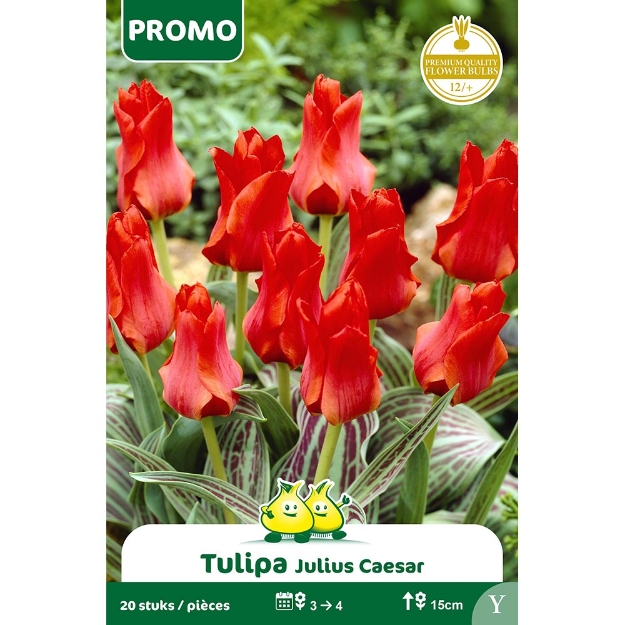 Image de Paquet TULIPE ROODKAPJE 20 PIECES Y cal :12/+
