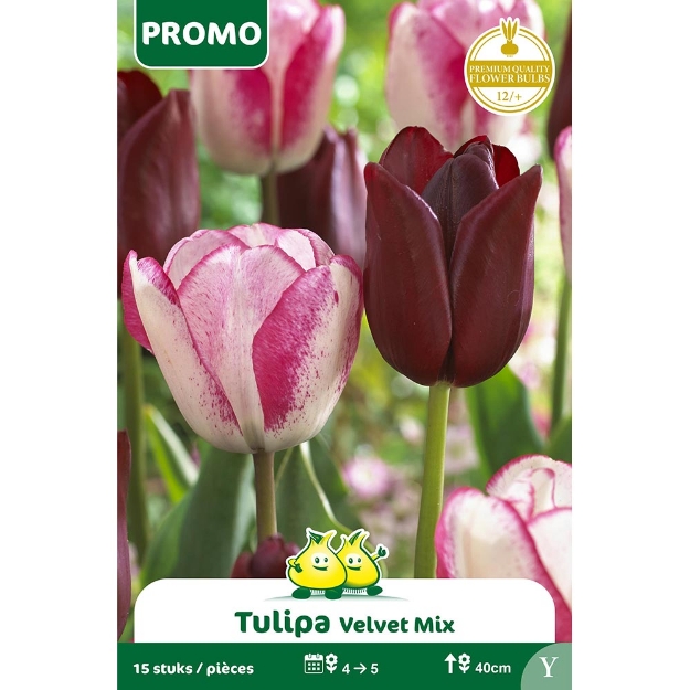 Image de Paquet TULIPE 15 ST VELVET MIX   Y cal :12/+