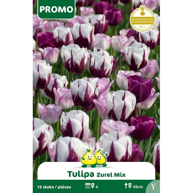 Image de Paquet TULIPE 15 P. ZUREL MIX Y cal :12/+