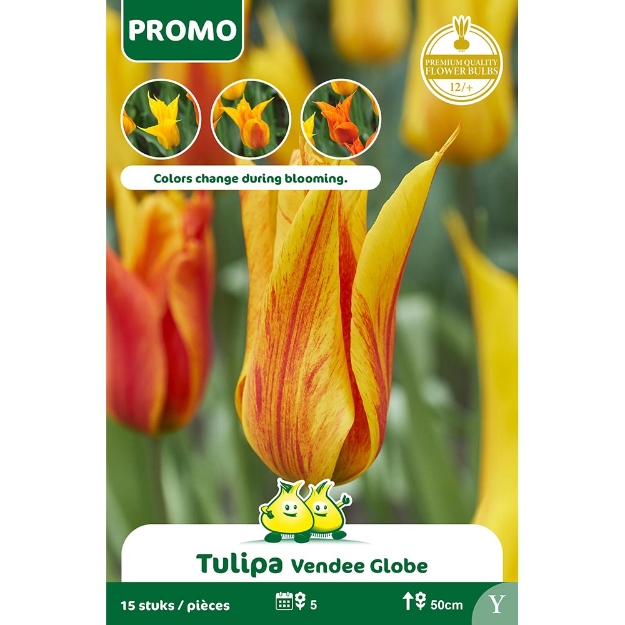 Image de Paquet TULIPE 15 ST VENDEEGLOBE   Y cal :12/+