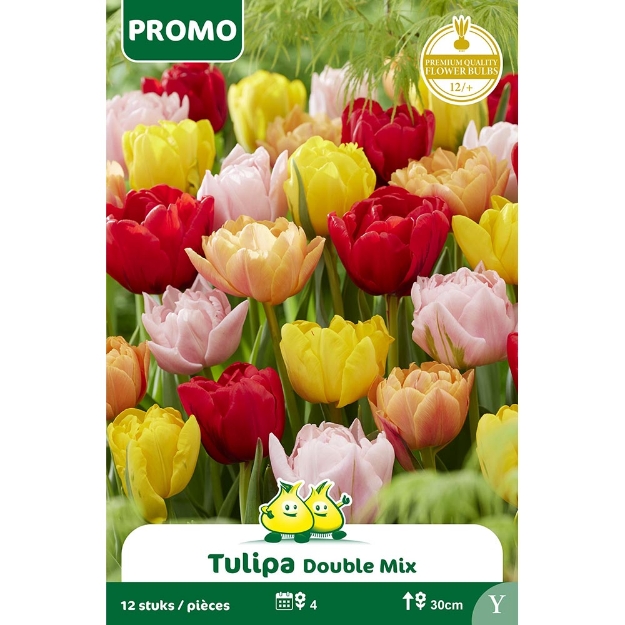 Image de Paquet TULIPE 12 ST DOUBLE MIX   Y cal :12/+