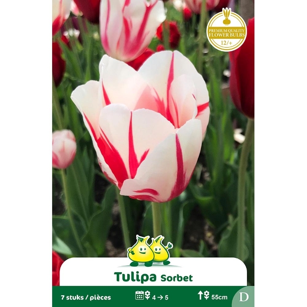 Image de Paquet SIMPLE TARDIF  SORBET D cal :12/+