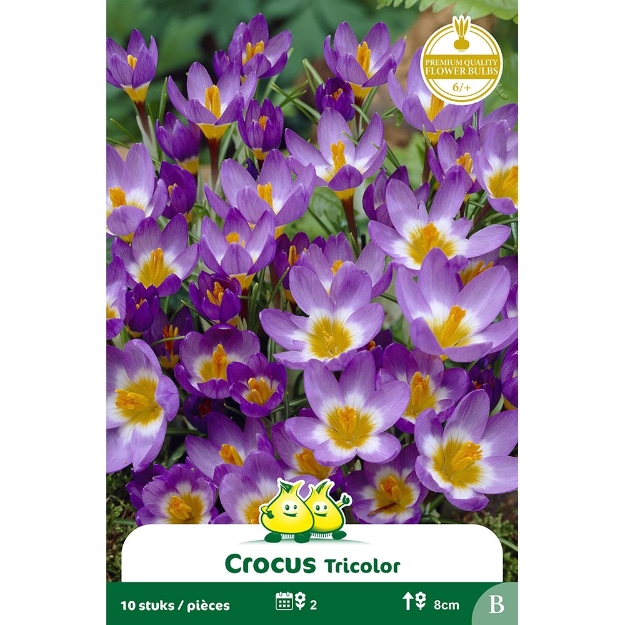 Image de Paquet BOTANIQUE CROCUS TRICOLOR cal :6/+