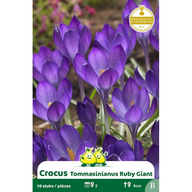 Image de Paquet BOT; CROCUS RUBY GIANT B cal :6/+