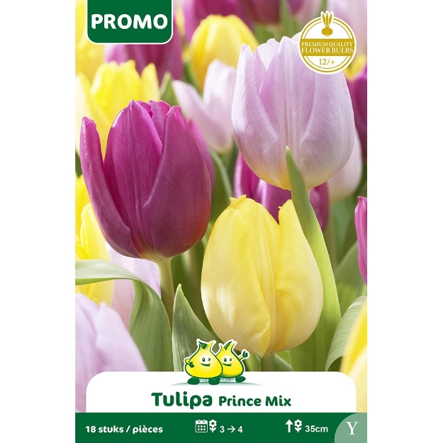 Image de Paquet TULIPE PRINCE MIX  18p Y cal :12/+