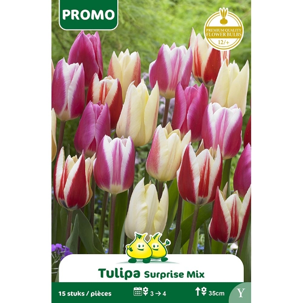 Image de Paquet TULIPE 15 ST SURPRISE MIX  Y cal :12/+