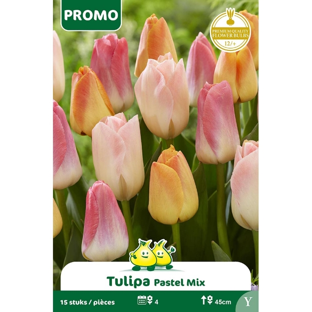 Image de Paquet TULIPE 15 P - PASTEL MIX cal :12/+