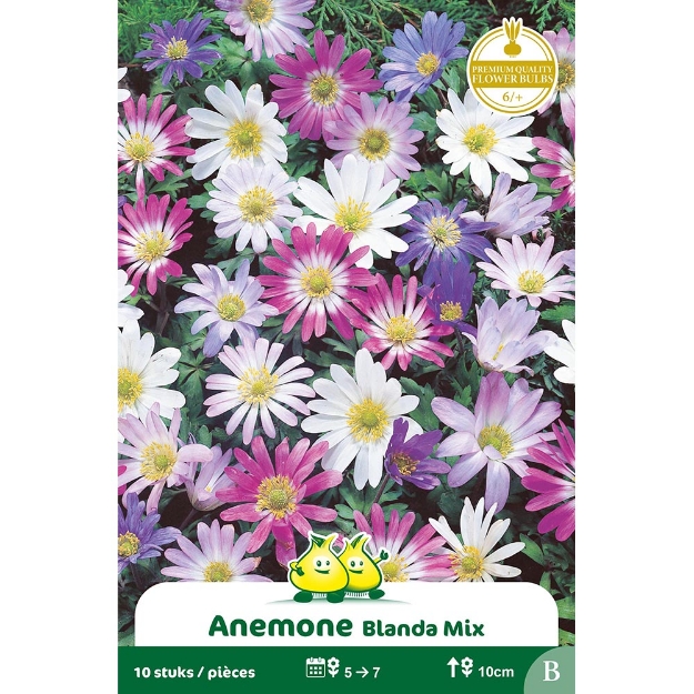 Image de Paquet ANEMONE BLANDA  B cal :6/+