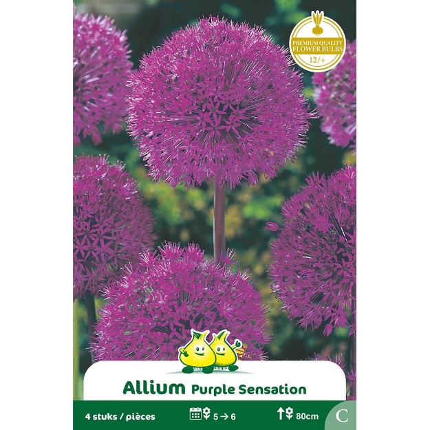 Image de Paquet ALLIUM PURPLE SENSATION C cal :12/+
