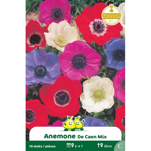 Image de Paquet  ANEMONEN DE CEAN  cal :8/+