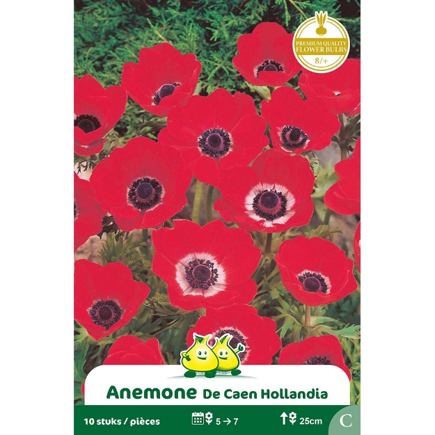 Image de Paquet  ANEMONEN HOLLANDIA  cal :8/+