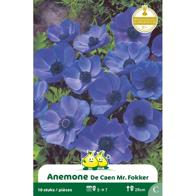 Image de Paquet  ANEMONEN MR.FOKKER  cal :8/+