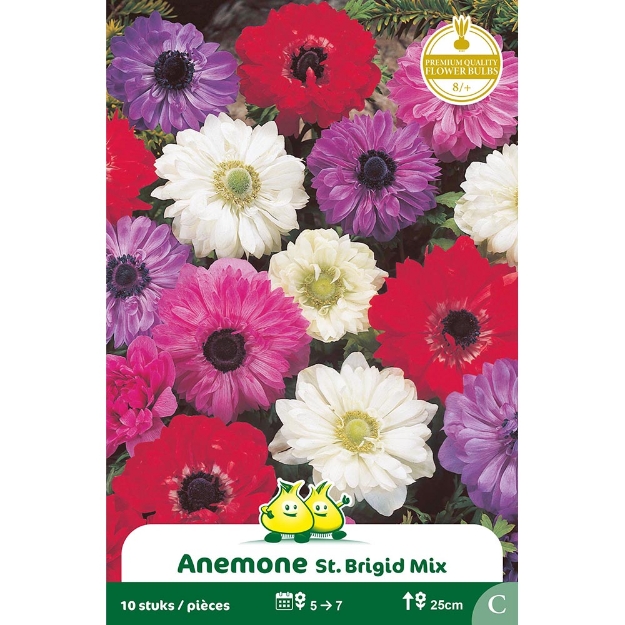 Image de Paquet  ANEMONEN ST.BRIGID  cal :8/+