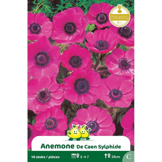 Image de Paquet  ANEMONEN SYLPHIDE  cal :8/+