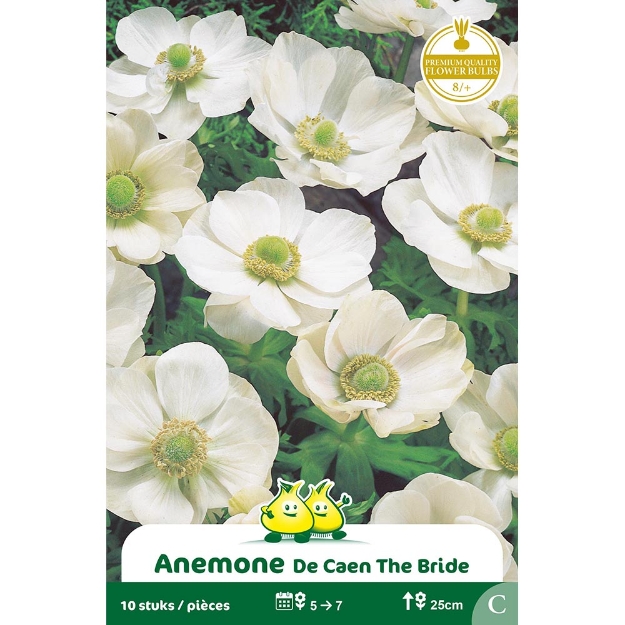 Image de Paquet  ANEMONEN THE BRIDE  cal :8/+