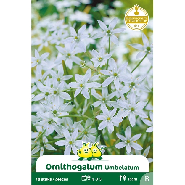 Image de Paquet ORNITHOGALUM UMBELATUM B cal :6/+