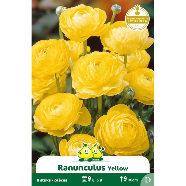 Image de Paquet RANONCULUS JAUNE   cal :8/+