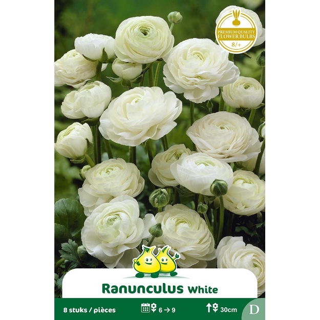 Image de Paquet RANONCULUS WIT  cal :8/+
