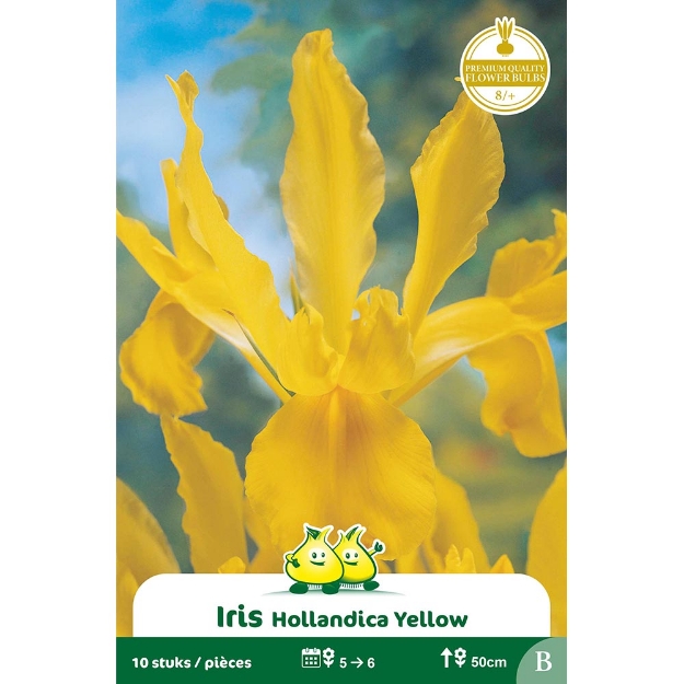 Image de Paquet IRIS  GOLDEN HARVEST B cal :8/+