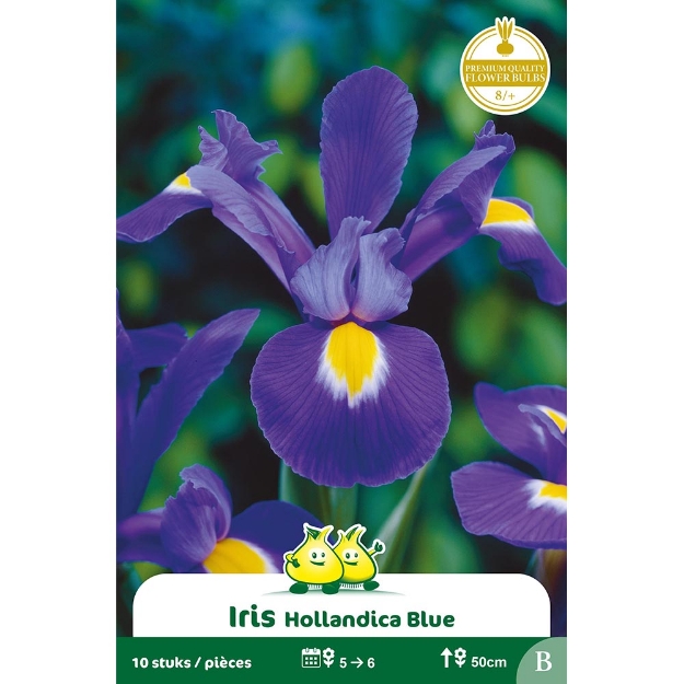 Image de Paquet IRIS  PROFESSOR BLAUW B cal :8/+