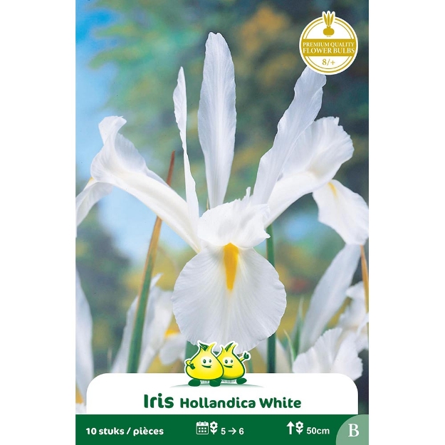 Image de Paquet IRIS  WHITE EXCELSIOR B cal :8/+