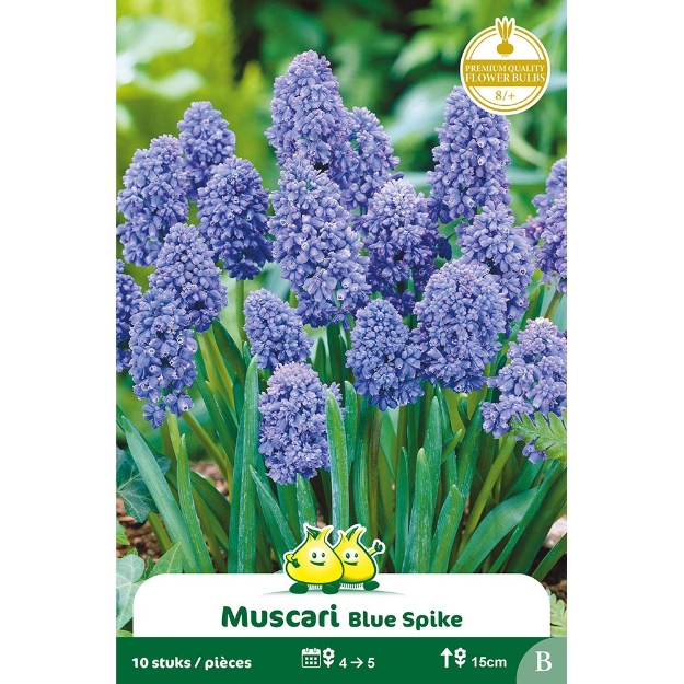 Image de Paquet MUSCARI BLEU SPIKE B cal :8/+