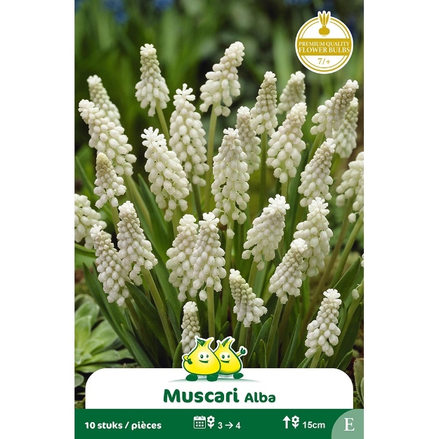 Image de Paquet MUSCARI BOTRYOIDES ALBUM E cal :7/+
