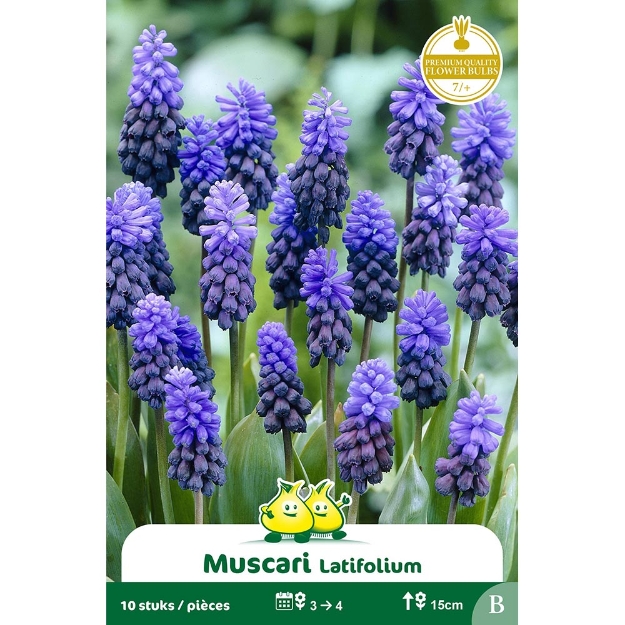 Image de Paquet MUSCARI LATIFOLIUM B cal :7/+