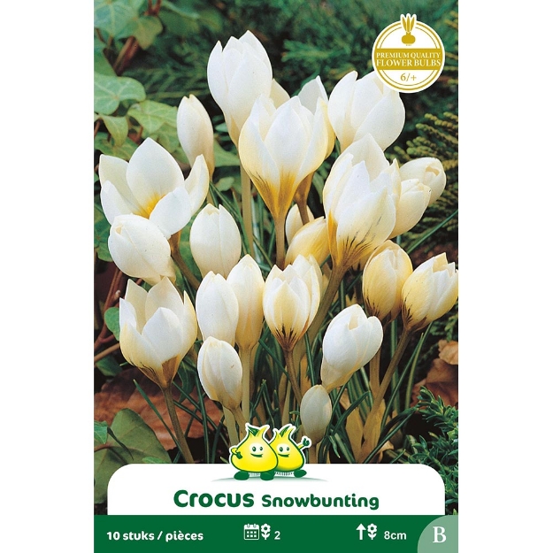 Image de Paquet BOTANIQUE CROCUS SNOWBUNTING B cal :6/+