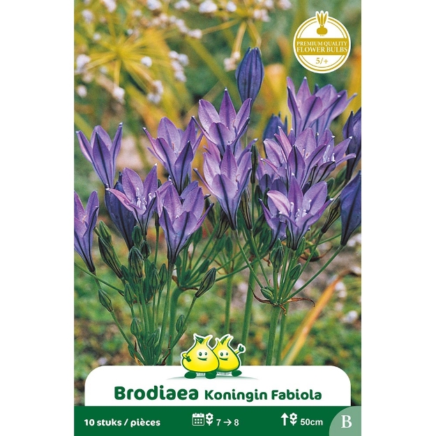 Image de Paquet BRODIAEA KONINGIN FABIOLA  cal :5/+