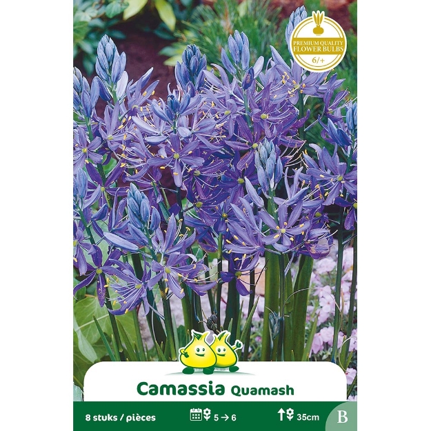 Image de Paquet CAMASSIA  QUAMASH B cal :6/+