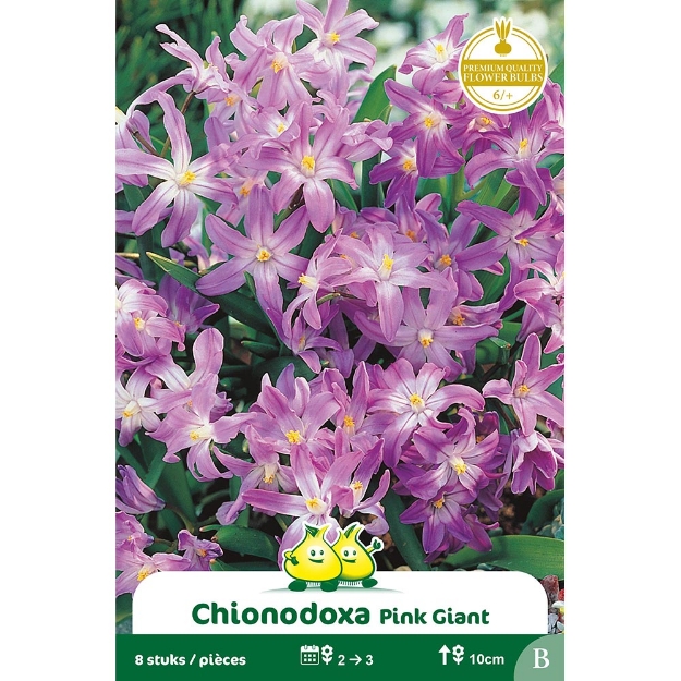 Image de Paquet CHIONODOXA  PINK GIANT B cal :6/+