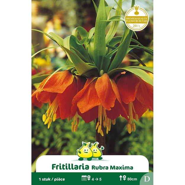Image de Paquet FRITULLARIA  RUBRA  - ROUGE G cal :20/+