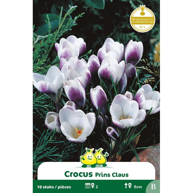Image de Paquet BOTANIQUE CROCUS PRINS CLAUS B cal :6/+